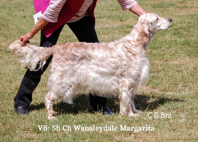 vb26